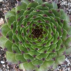 Sempervivum - Dachwurz - Hauswurz